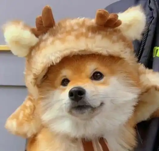 可爱小狗头像(狗狗头像沙雕)-优优宠物网