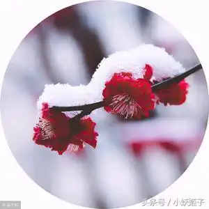 雪梅~头像