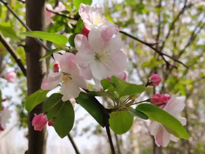 每天认识一种植物西府海棠