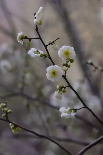 梅中真品——绿萼梅