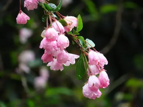 海棠花的寓意和象征