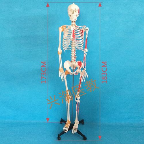 170cm人体体大骨骼模型成人全身解剖骷髅骨架其他模型玩具
