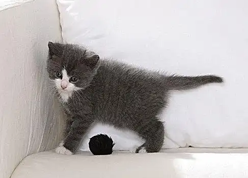 沙发,猫,年轻,站立,侧面,动物,哺乳动物,宠物,家猫,小猫,幼兽,好奇