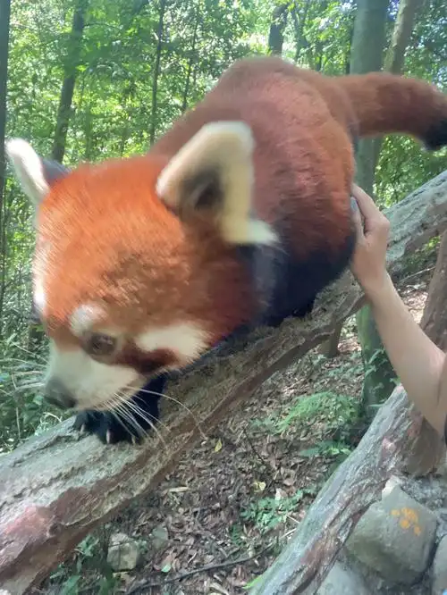 熊猫谷小熊猫太可爱了