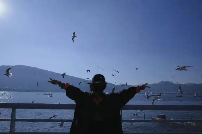 谭松韵海边背影随拍##谭松韵与海鸥随拍