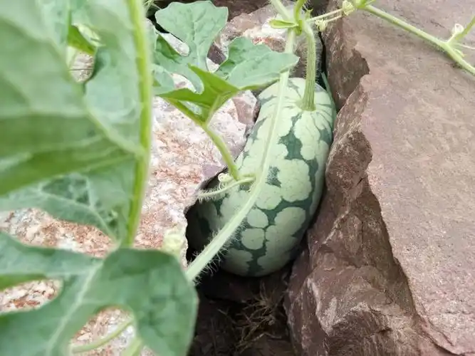 石缝中的西瓜