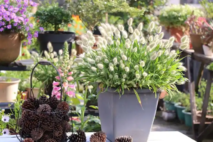 春暖花开日,怦然心动时.迎着晨光摇曳的兔尾草又陪伴我一年.