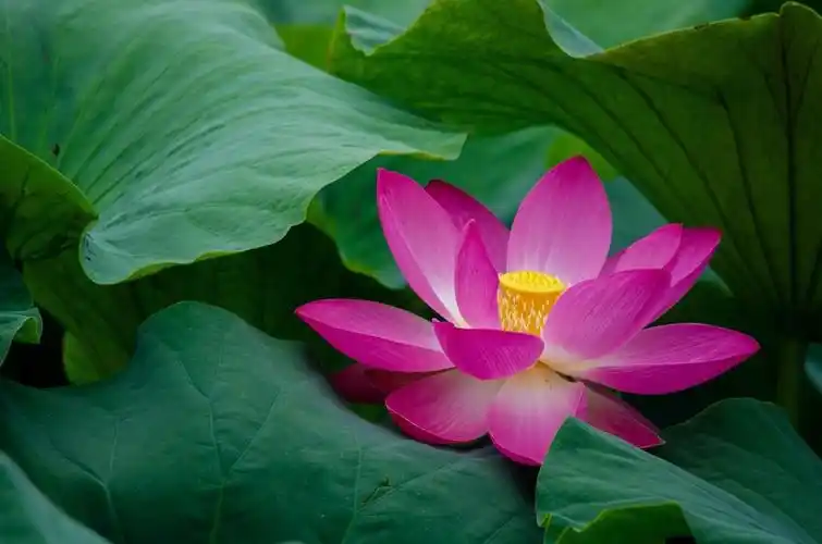 夏日荷语荷花拍摄全方位指南来袭