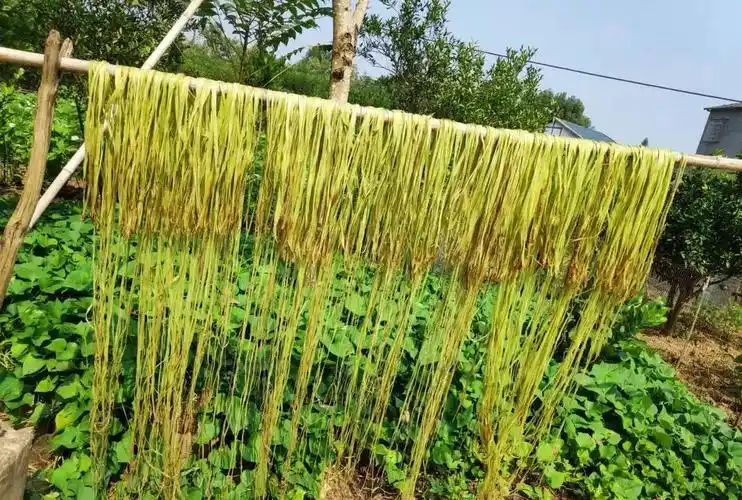 苎麻被称为"中国草",世界上纤维品质最好的植物,植物界的吉尼斯