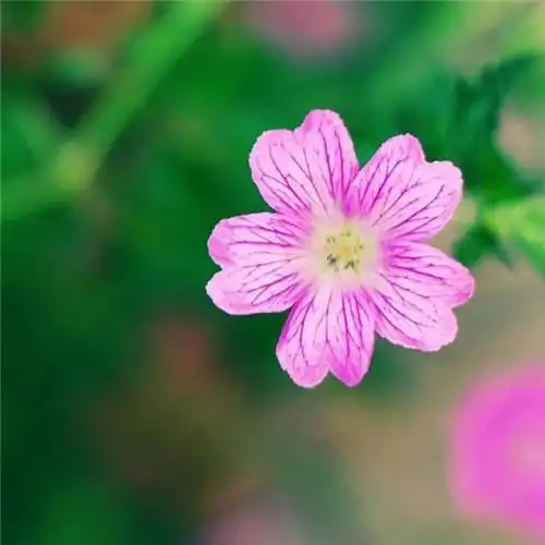 美丽鲜花头像图片大全 高清好看的唯美意境花朵微信头像_植物头像