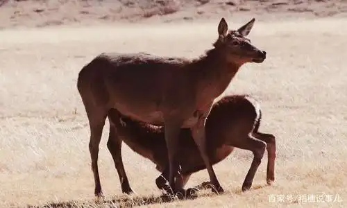 西藏拉萨的藏马鹿!
