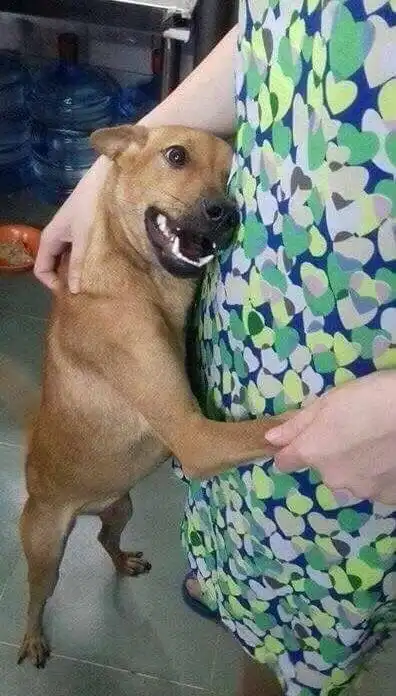 从屠宰场被救出来,狗狗扑进主人怀里:你怎么才来呀!