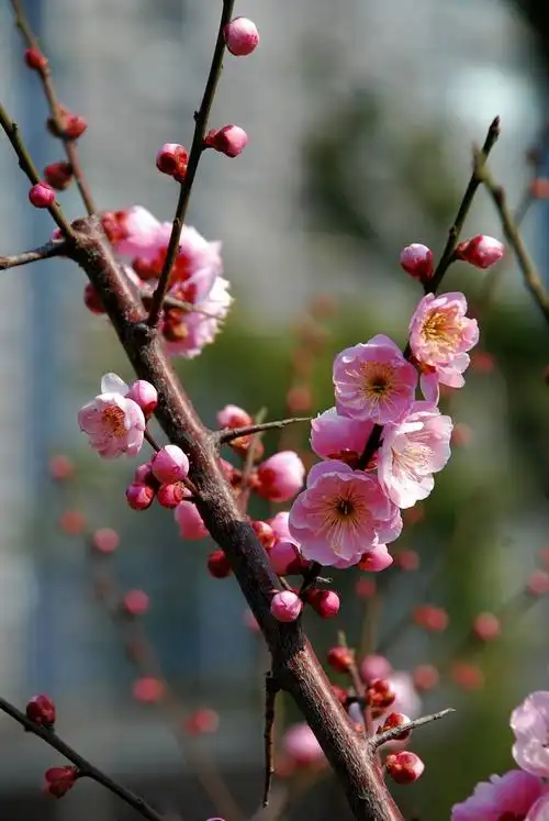 p>宫粉梅是梅花品系中真梅系直枝梅类宫粉型,其花复瓣至重瓣,呈或深