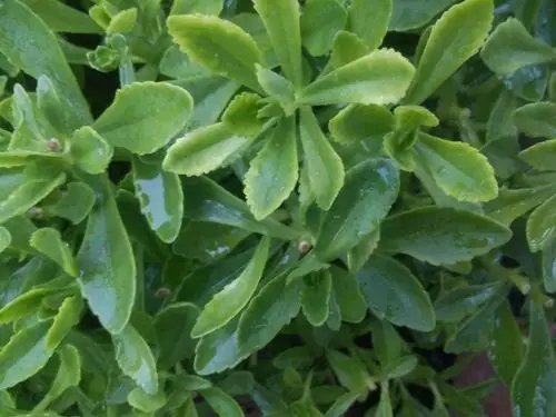 前大百般|     分类:花鸟鱼虫  6 分钟前提问者采纳 是 是景天三七