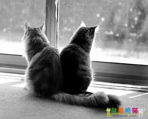 各位 求一张图 俩只猫咪 一大一小 背影 从高处对着 远方的夜景 类似