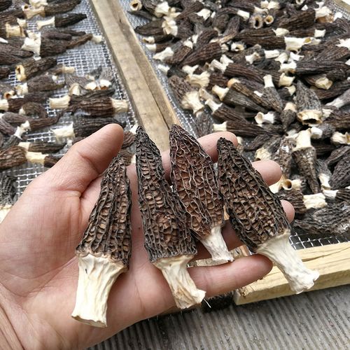 羊肚菌菇蘑菇肉厚香味味浓煲汤自产湖北十堰香菇类