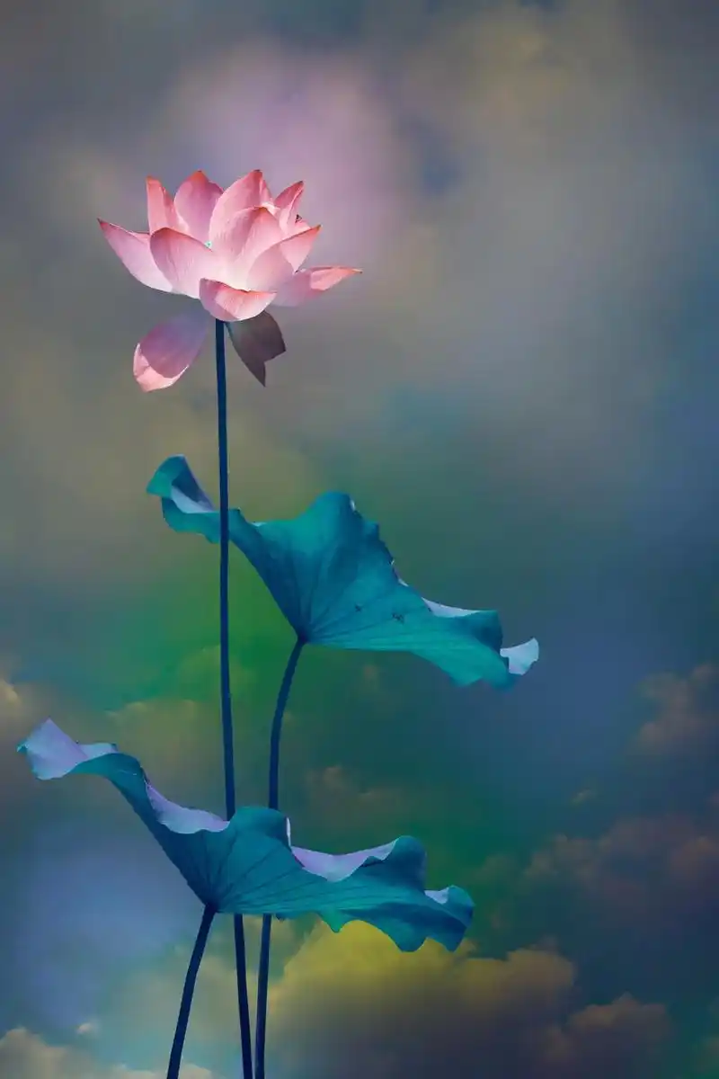 想了一百个关于夏天的文案,都不及这一刻的微风与荷花#唯美意境 - 抖