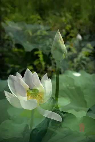 莲花通佛性,悟道在凡尘