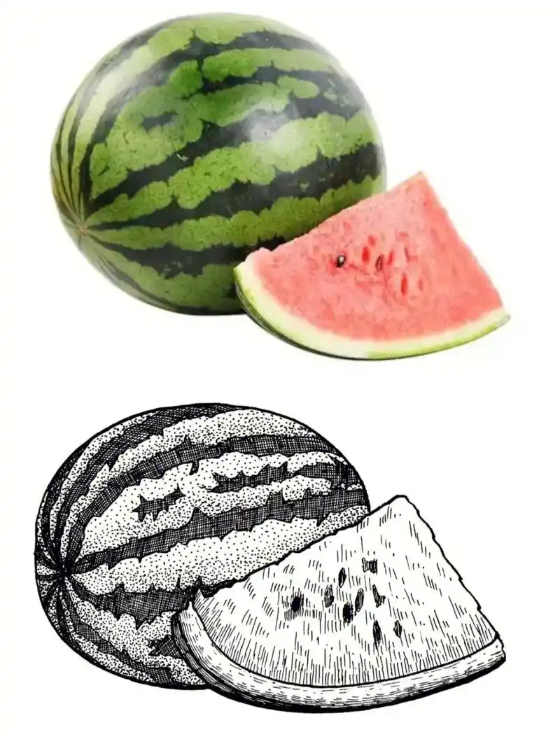 线描写生 西瓜91坚持打卡#画画96 #利辛 - 抖音