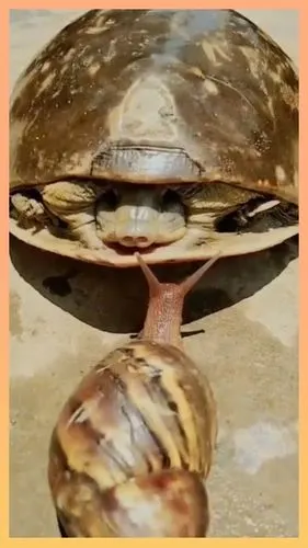 乌龟吃蜗牛两位都有硬壳看谁能硬过谁