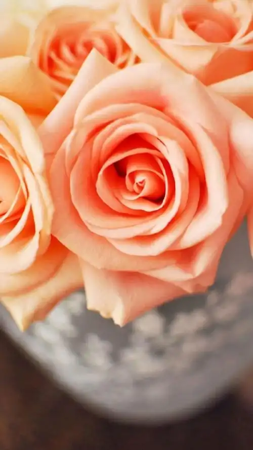 玫瑰花,浪漫壁纸,唯美意境,玫瑰花,浪漫,唯美,花朵,花瓣,手机壁纸浪漫