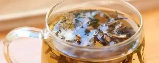 蒲公英泡水喝的功效和禁忌 蒲公英泡水喝有什么作用