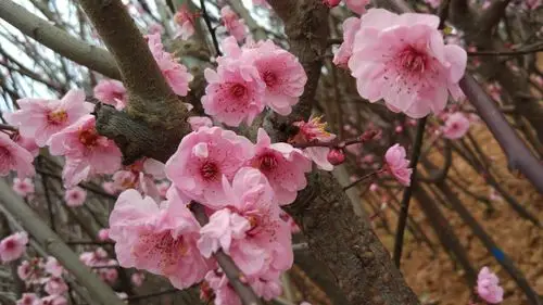 三门峡梅花苗梅花树梅花基地红叶美人梅品种介绍