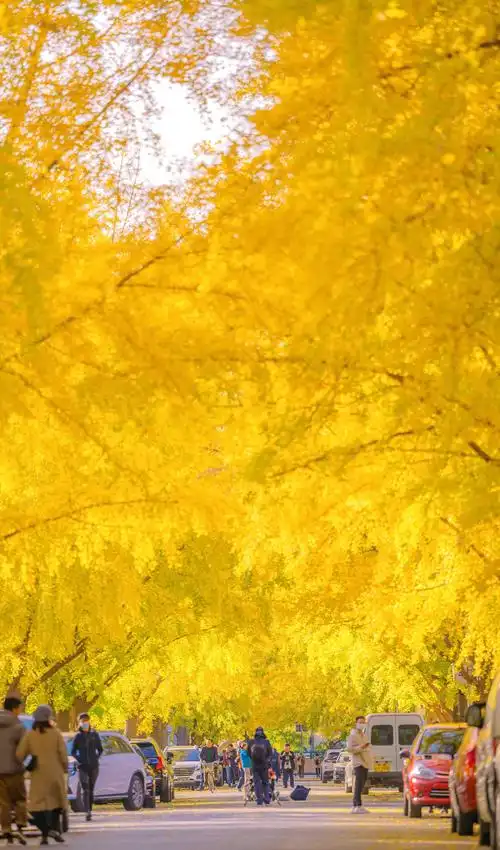 秋日街头暖色治愈系迷人风光