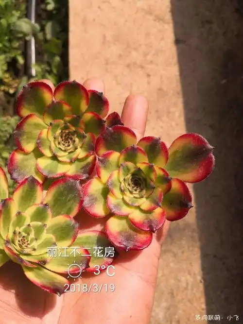 法师新品美娅法师培育记