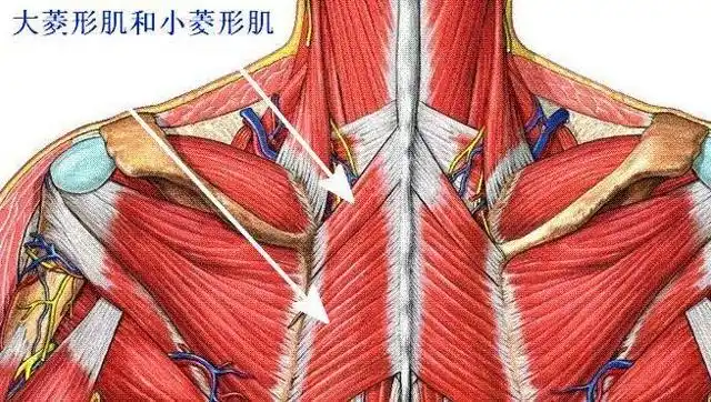 人体大,小菱形肌的详细介绍,是推拿从业者必备的常识