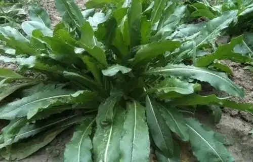 新疆的乌斯玛草真的可以长眉毛吗?_360问答