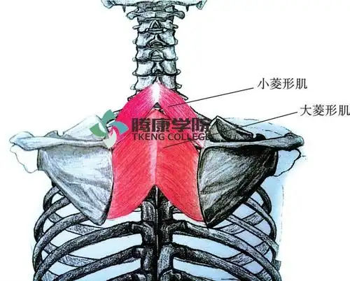 肌肉疗法|菱形肌