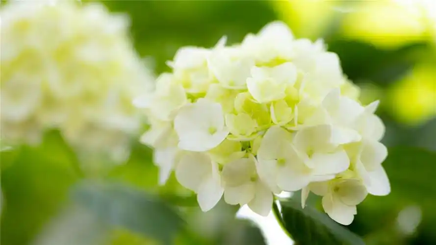 清新绣球花唯美高清桌面壁纸