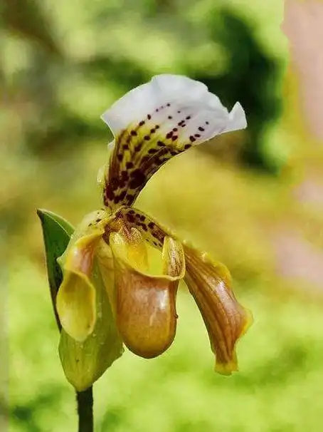 国家Ⅰ级濒危物种格力兜兰鉴赏辨识与保护现状