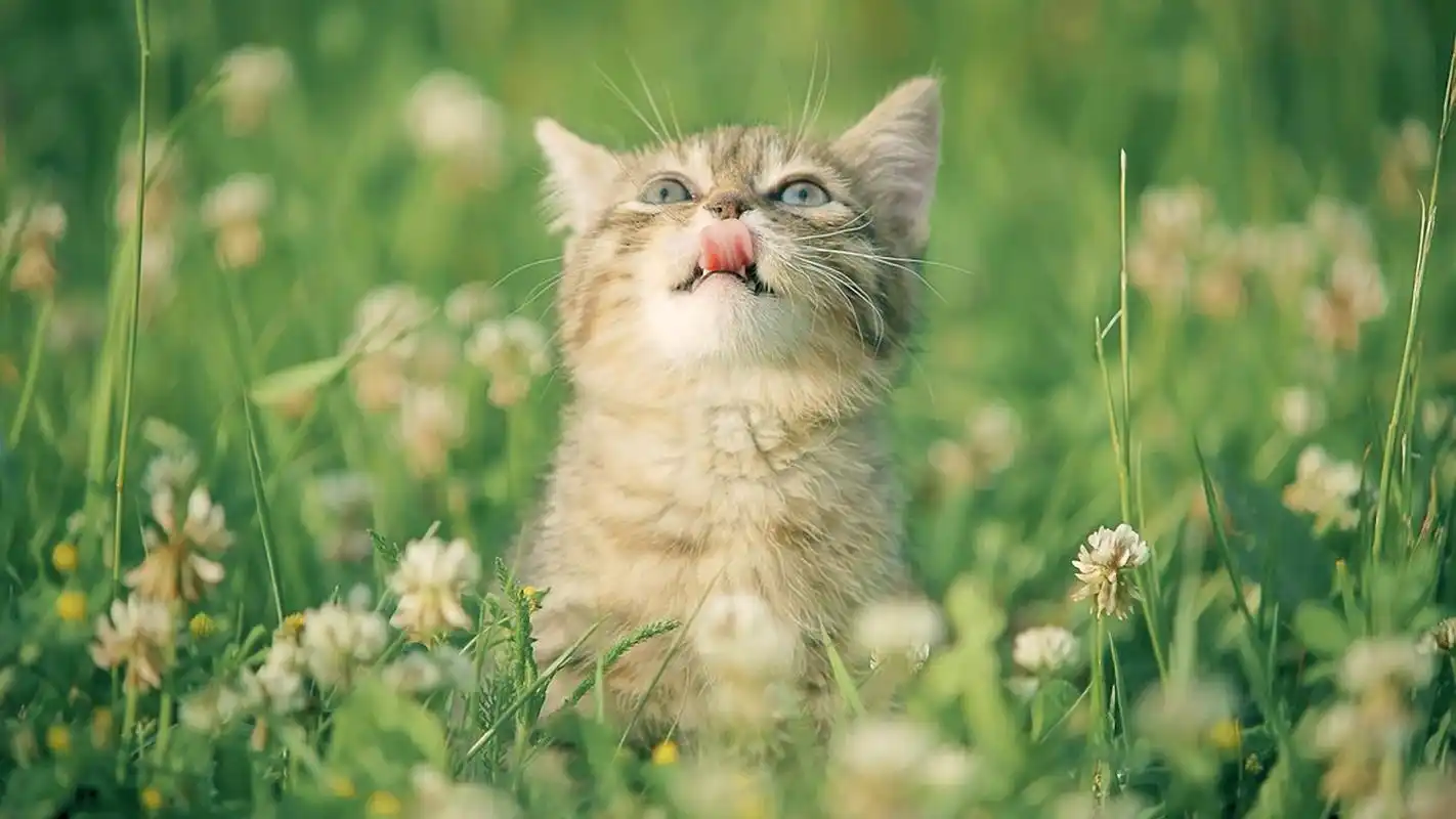 黄色条纹的小猫咪是我们很常见一种猫咪,这种猫咪在小的时候非常可爱