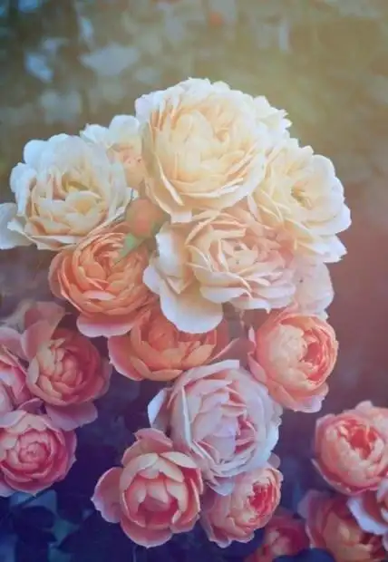 不承认还有伤伤感意境唯美图片