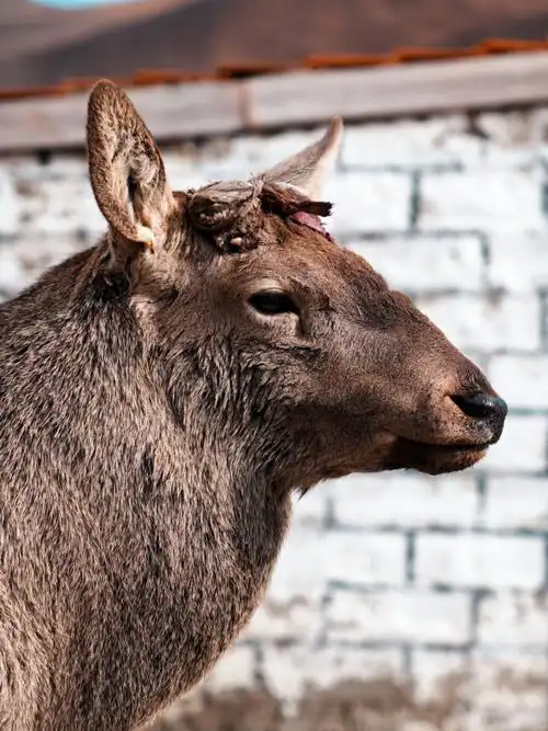 理塘318国道旁偶遇一只大可爱白臀鹿