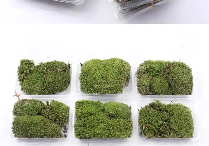 植物苔藓微景观白发干藓趣味盆栽绿植盆景diy材料玻璃瓶造景装饰