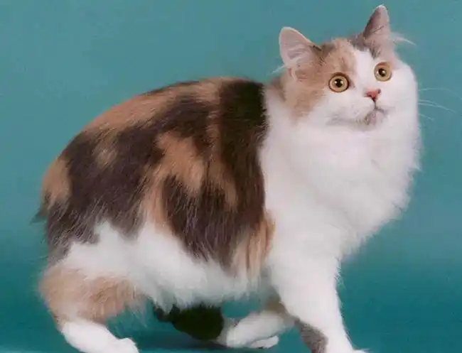 4,日本短尾猫 这种猫是由于基因突变而产生的品种,招财猫的样子即来自