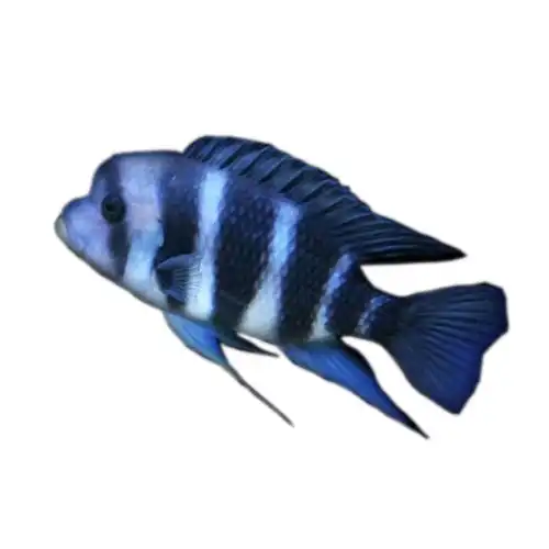 三湖慈鲷马鲷孔雀活体蓝阿里非洲王子热带鱼岩栖小型淡水鱼观赏鱼