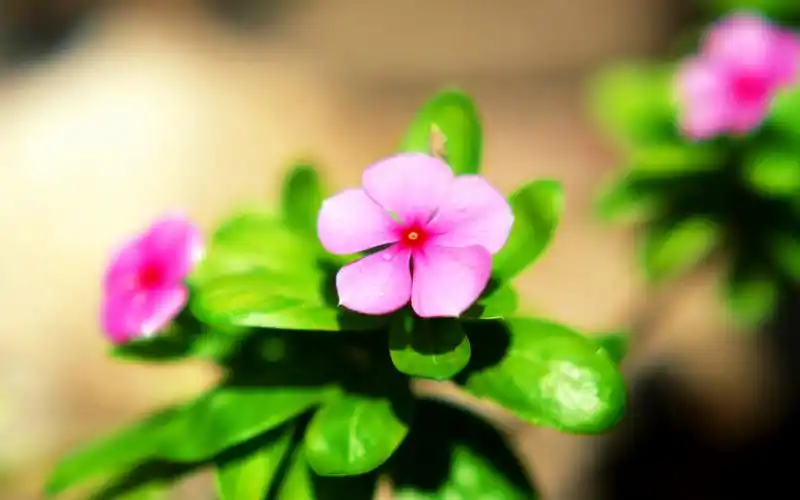 治愈系清新植物高清电脑桌面壁纸