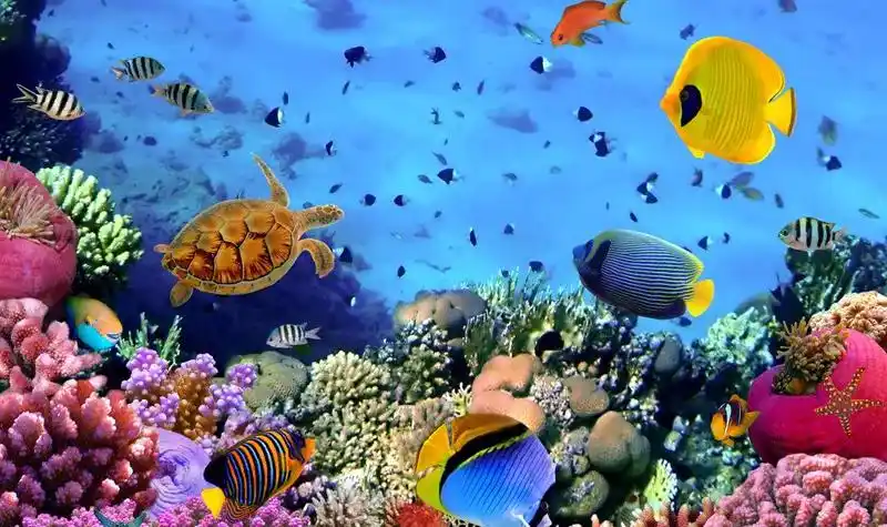 青岛海底世界景点门票漫步海底隧道