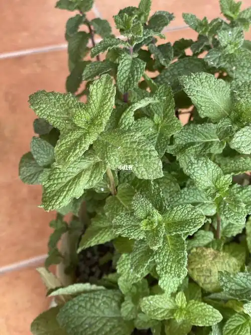 薄荷上都是红蜘蛛及蜘蛛网怎么办