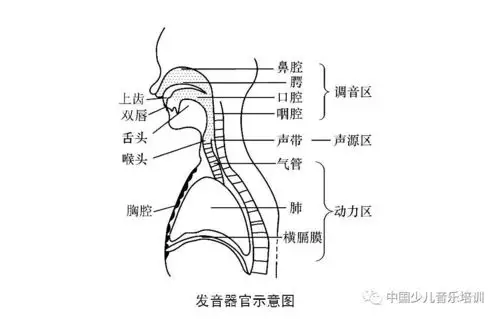 你会时常怀疑自己学的是不是人体解剖学,自从学了声乐以后,一言不合就