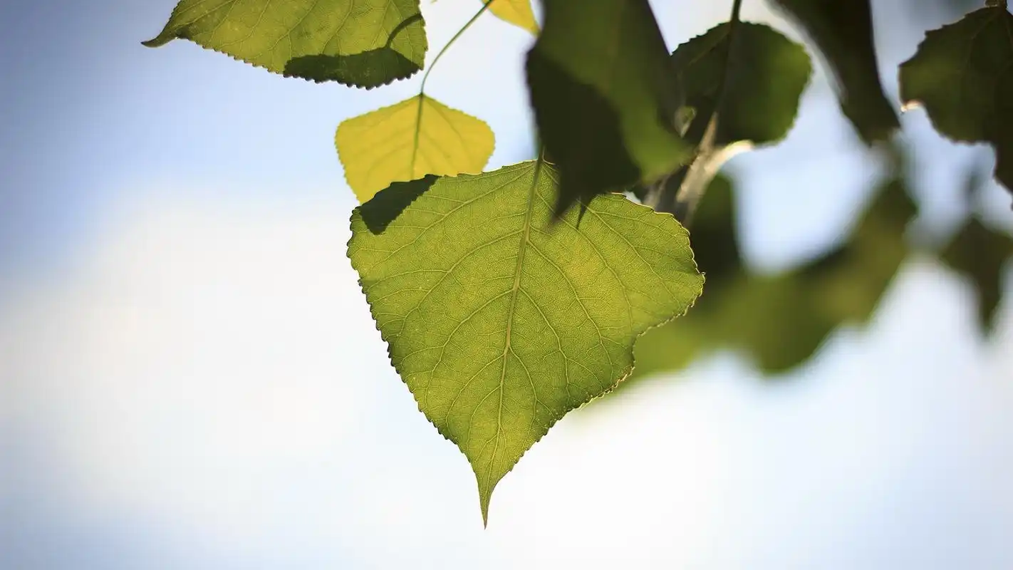 高清桌面壁纸:整天对着电脑伤眼,换点绿植保护眼睛每天好心情!
