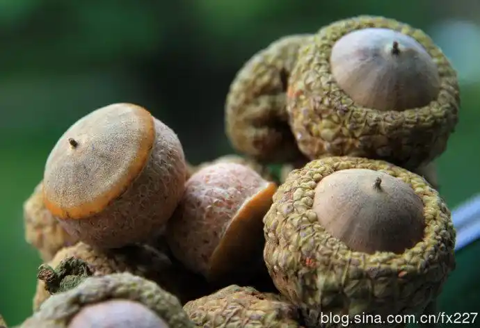传说中的流氓美食 壮阳果——四面光