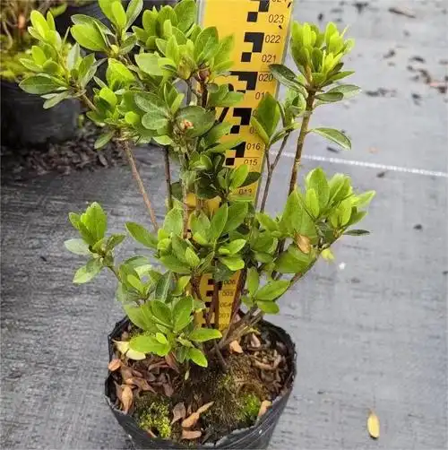 四季杜鹃杜鹃大量批发25-45cm-阿里巴巴