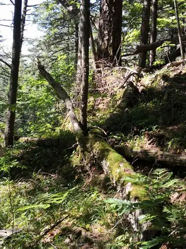 畅游长白山北坡,感受地下森林的神秘之美,长白瀑布之神秘