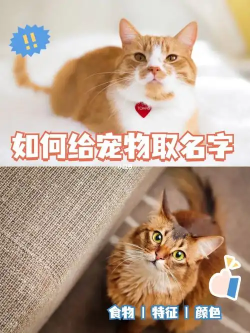 如何给宠物取名字