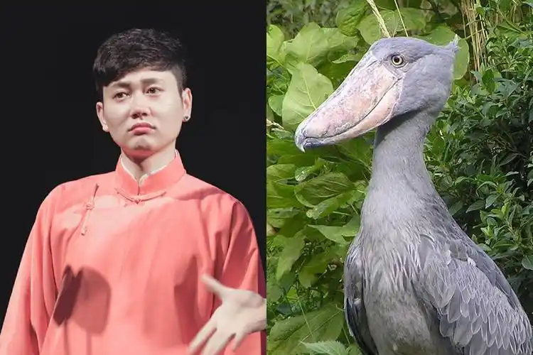 孟鹤堂周九良登时尚杂志,拍美照谈理想,堂主惨被称为"鲸头鹳"